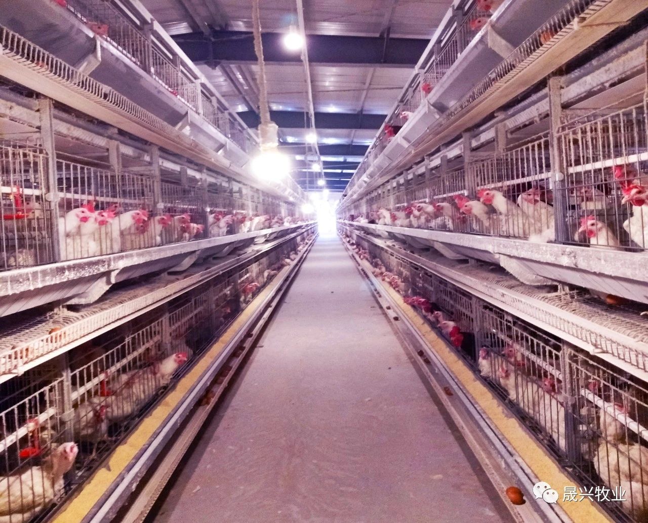 µ°¼¦ÑøÖ³É豸 µ°¼¦ÑøÖ³É豸